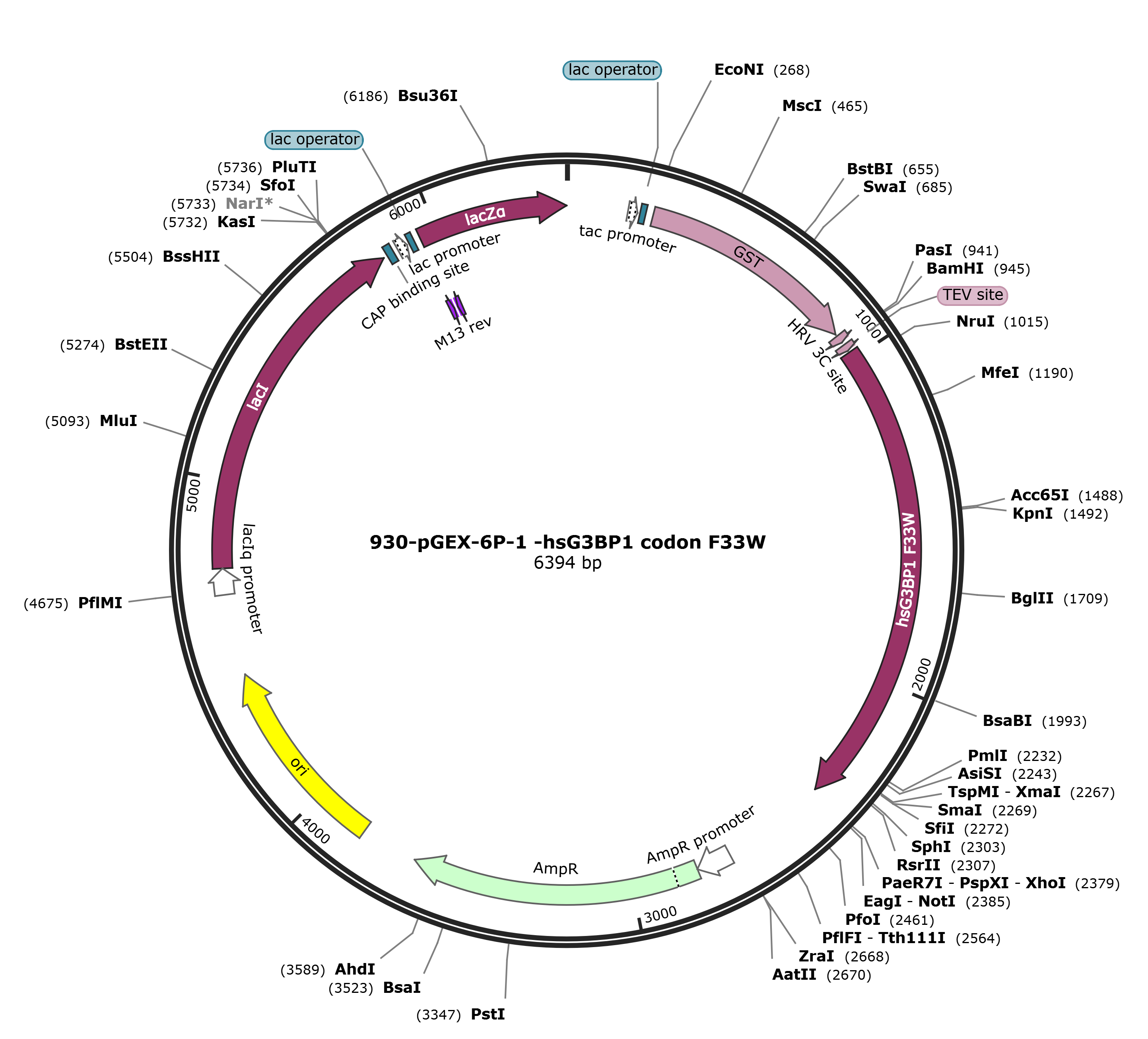 pGEX-6p-1-hsG3BP1 F33W载体图谱.png